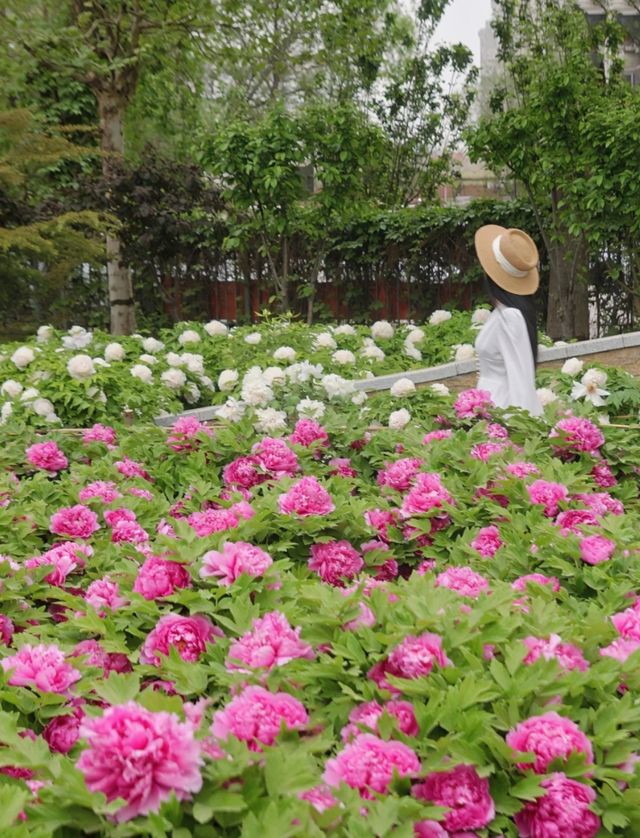 水上公園新國潮牡丹音樂派對，等你來炸場！