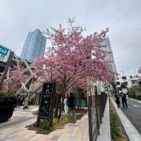 🌸東京麻布台｜邂逅城市中的詩意角落