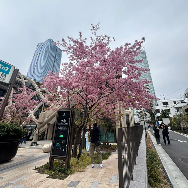 🌸東京麻布台｜邂逅城市中的詩意角落
