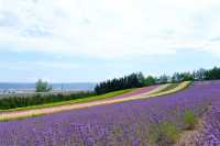北海道盛夏，邂逅花海與山海。