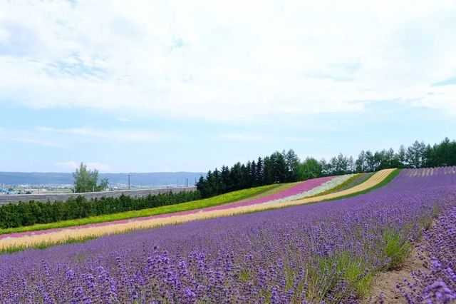 北海道盛夏，邂逅花海與山海。