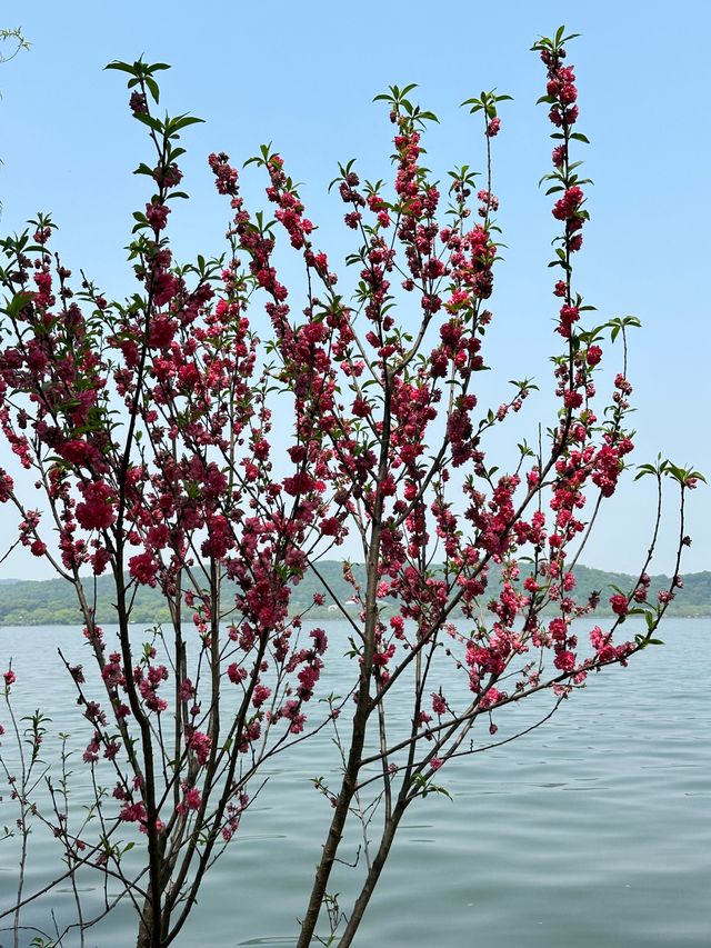 救命！杭州西湖把春日粉色桃花浪漫玩明白了