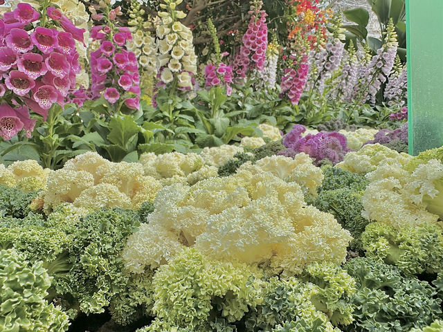 🌷香港花卉展 | 误入現實版莫奈花園