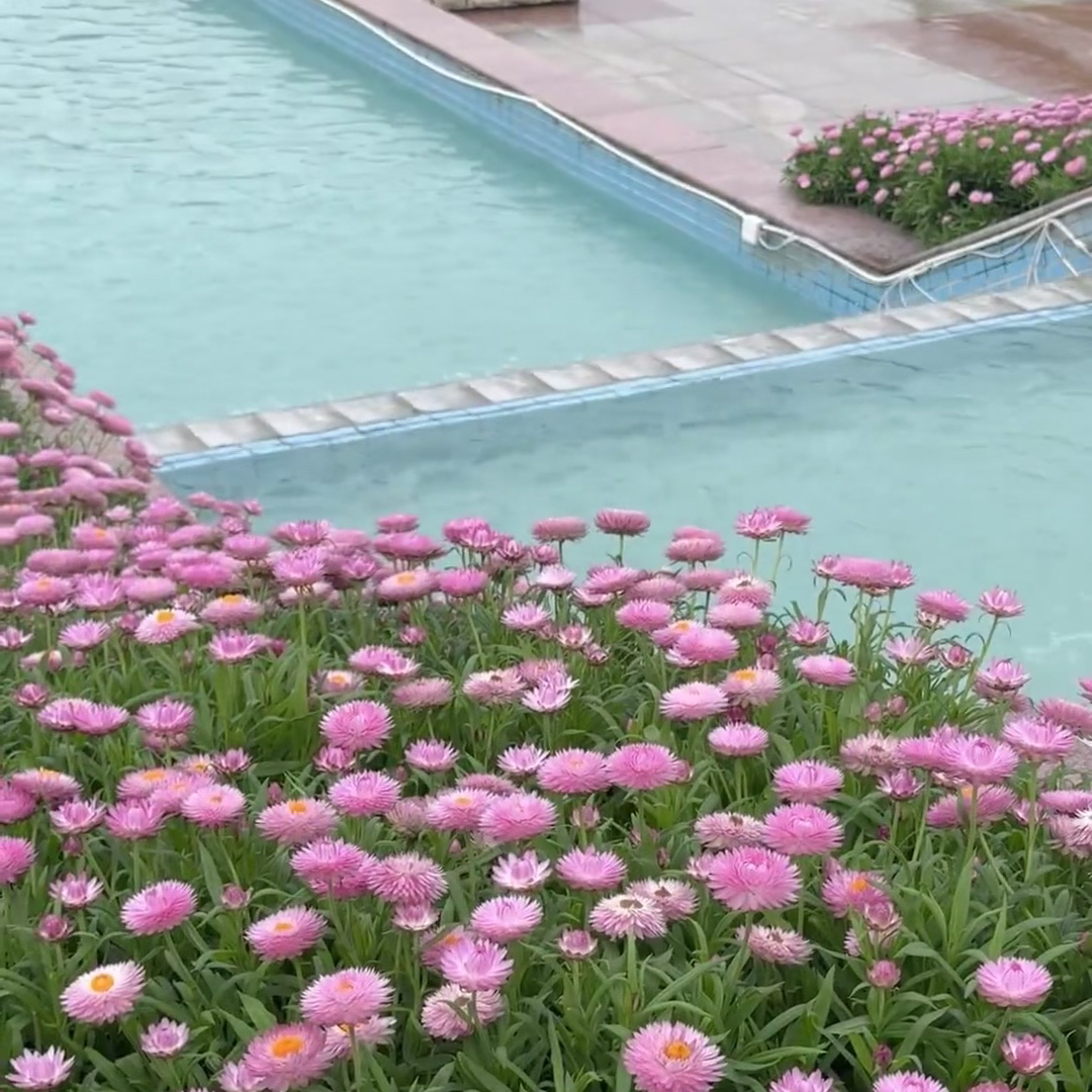 #Guangzhou Itinerary
Help! A real-life version of "Monet's Garden" was discovered in Guangzhou! Yuntai Garden combines French romance and natural beauty in every corner. Every shot is a movie screenshot. Quickly save this nanny-level guide👇

📍Address: No. 801, Guangyuan Middle Road, Baiyun District, Guangzhou, Baiyun Mountain Scenic Area
🚇Transportation: Take Metro Line 3 North Extension Yantang Station Exit C, then take a bus to Yuntai Garden Station; or take a taxi directly to get there for a more convenient visit
🎫Tickets: Full ticket 10 yuan (students/seniors half price, children under 1.2 meters free)
⏰Opening hours: 8:00-18:00

🌟Must-check-in seats:
✅Roman Column Fountain Square: giant white Roman columns + fountain, full of European palace atmosphere, it’s perfect to take silhouette photos in a little skirt!
✅Glass greenhouse: tropical plants + colored glass dome, the interweaving of light and shadow makes you feel like you are in a foreign land, and you can easily get a large piece of tropical rainforest
✅ Bougainvillea Garden: Bougainvillea of ​​various colors bloom in different seasons. The pink and bright red sea of ​​flowers is super photogenic. You can turn into a flower fairy in seconds by squatting down and shooting upwards.
✅Flowing clouds and streams: Flowers bloom on both sides of the winding path, matched with wooden plank roads and streams, the Japanese fresh style is a perfect match

📸Photography Tips:
▫️It is recommended to wear a solid color or light-colored dress, and pair it with a straw hat and a rattan bag for a more photogenic look
▫️The light is softest before 9 am or after 4 pm, avoid the strong light at noon
▫️The humidity in the greenhouse is high, please be careful to prevent the camera from fogging

⚠️Reminder: The park has many slopes, so please wear comfortable shoes; bring your own water and snacks, as the consumption in the park is relatively high; there are more tourists on weekends, so it is recommended to go there during the week to avoid the peak hours~

#GuangzhouPhotography #YuntaiGarden #GoodWednesdayDestinations #GuangzhouTravelStrategy #FrenchRomanticGarden