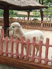 安吉嘉樂比萌寵樂園：超萌超可愛嘅毛茸茸小動物