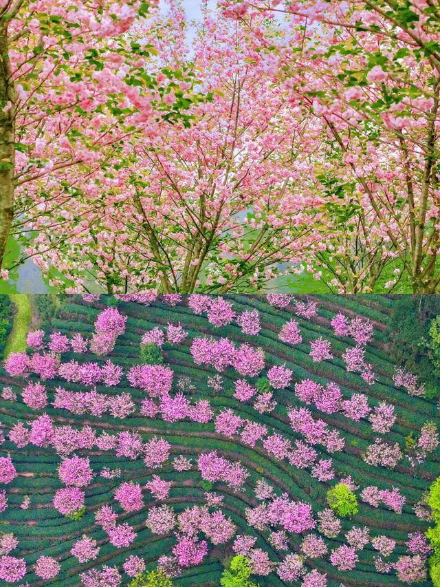 雨城雅安 . 茶馬古道的千年迴響
