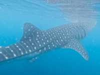 The majestic Oslob Whale-sharks 