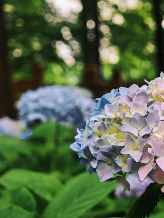 Wow, the hydrangeas at Donghu Mountain are absolutely stunning!