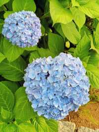 舊中川水邊公園 | 繡球花之約