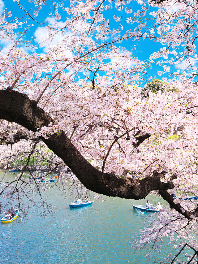 東京交通避坑指南｜睇完呢篇即刻識用！