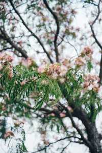 合歡花開| 這抹粉霧藏著初夏的浪漫