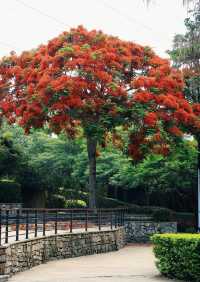 廈門忠崙公園賞花攻略 | 附周邊寶藏住宿