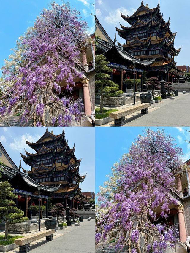 總要去趟南通吧|解鎖小眾寶藏旅行地