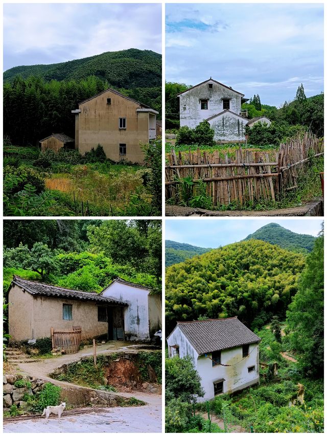 尋找白楊梅嘅鄉村路線，好CHILL