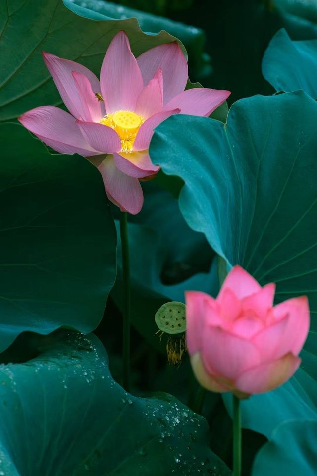 荷花初綻，澍德堂的夏日序曲已悄然奏響
