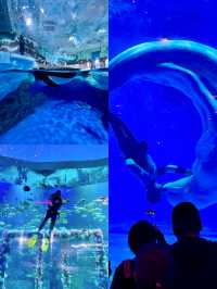 青島極地海洋公園新玩法被我挖到啦！！