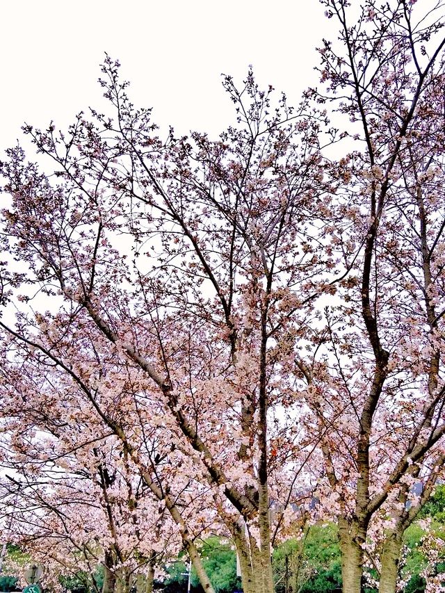 南京賞櫻地點及花期推薦