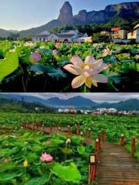 一池粉黛醉人間，通天寨荷影拍攝全攻略