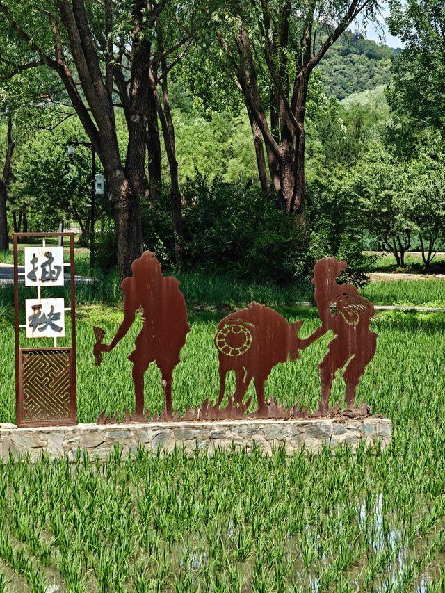 【北塢公園】漫步稻浪與古橋間