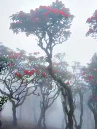 大理蒼山：七月尾嘅杜鵑花