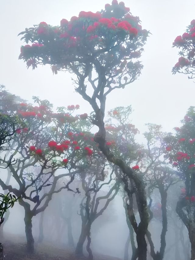 大理蒼山：七月尾嘅杜鵑花