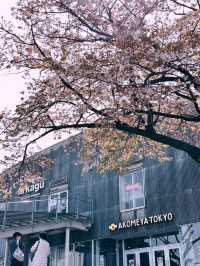東京隱世秘境｜神樂坂：和洋交織的夜之縱橫】**  