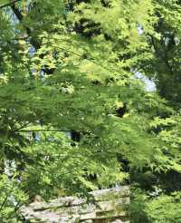 昆明植物園東園|闖入現實版綠野仙蹤！治癒系秘境大公開