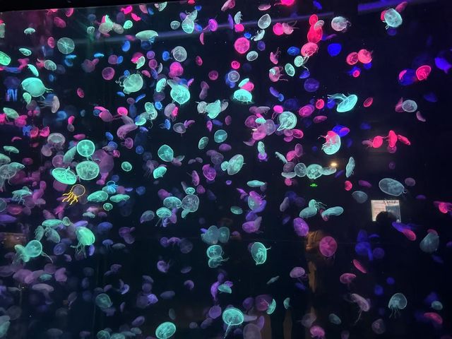 48小時玩轉海洋王國親子黨狂刷10大項目+食住行價格全揭