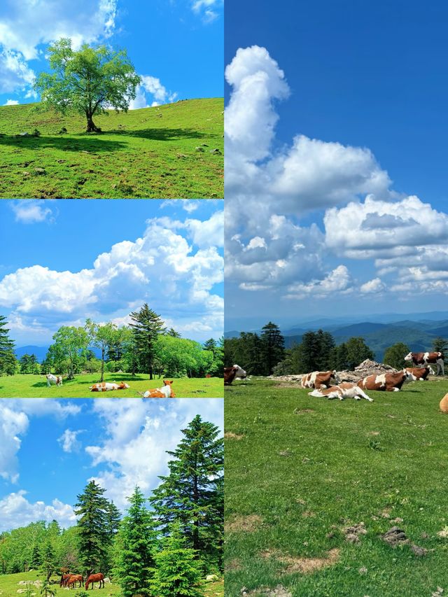東北隱藏仙境！老禿頂草原治癒系高山草甸攻略