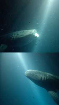 Unexpected Ocean Encounters: Whale Shark and Manta Ray Adventures