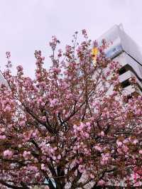 東京|隅田公園|櫻名所百選|江戶風雅的河畔花見
