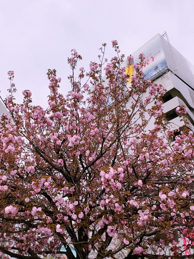 東京|隅田公園|櫻名所百選|江戶風雅的河畔花見 東京|隅田公園|櫻名所百選|江戶風雅的河畔花見