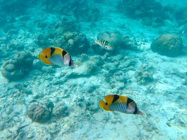 Beyond Resorts: Discover the Authentic Soul of Maldives' Local Islands! 🌊🤿