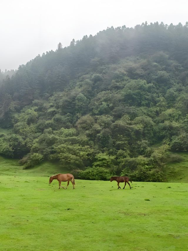 重慶仙女山自駕遊全攻略尋找那片洗滌心靈的綠野仙蹤