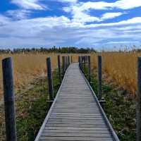 🌿 Lammassaari: Where Helsinki Meets the Swamplands
