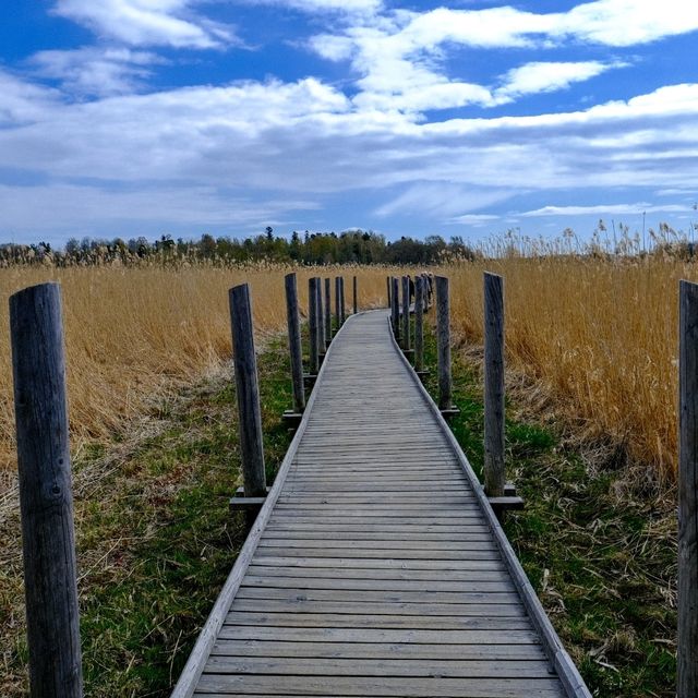 🌿 Lammassaari: Where Helsinki Meets the Swamplands