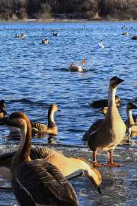 太湖落日觀鳥絕佳地