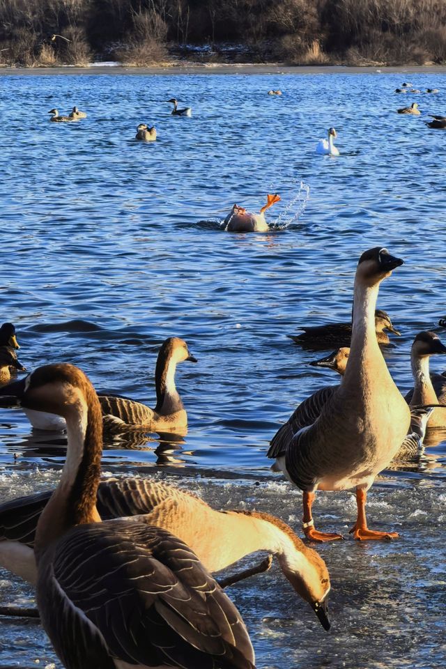 太湖落日觀鳥絕佳地
