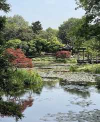 南京中山植物園大賞花浪漫程度不輸玫瑰！
