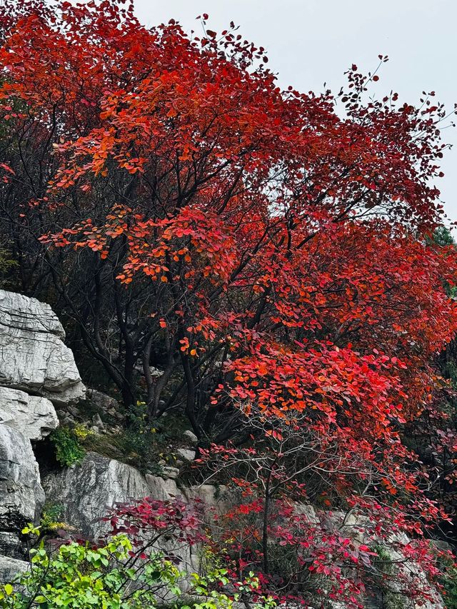 石門坊賞紅葉，邂逅秋日浪漫
