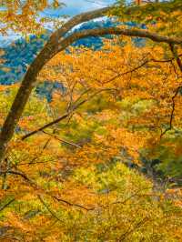 被《國家地理》評為中國最美紅葉秘境，有多絕