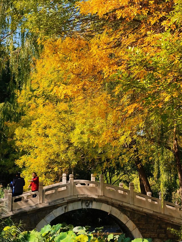 探秘北寧公園一步一景的秋日風情