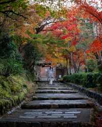 日本賞楓季全攻略一鍵get絕美紅葉觀賞期!
