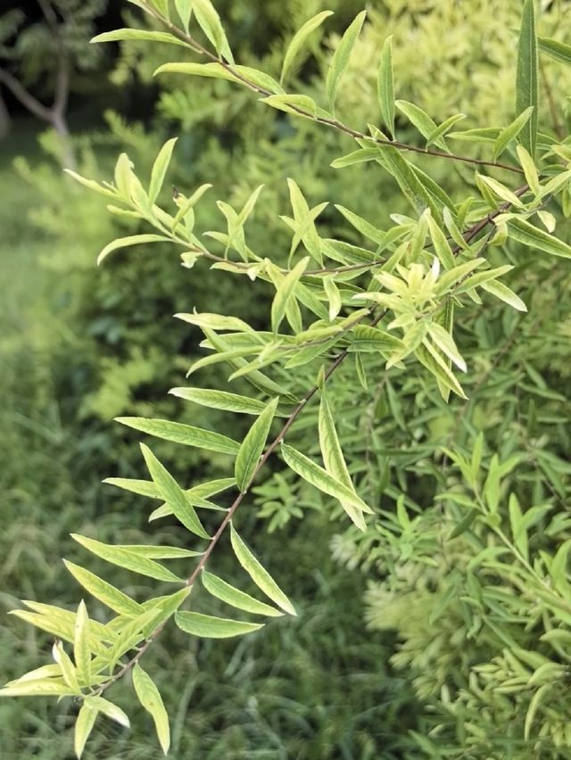 春庭噴雪綴清芳,繡線菊語藏韌心 春庭噴雪綴清芳,繡線菊語藏韌心