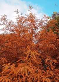 涪陵秋日世界級美景!武陵山大裂谷+《遇見816》沉浸式體驗,