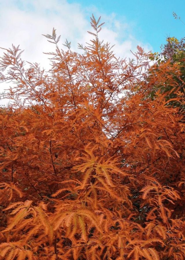 涪陵秋日世界級美景!武陵山大裂谷+《遇見816》沉浸式體驗, 涪陵秋日世界級美景!武陵山大裂谷+《遇見816》沉浸式體驗,