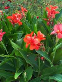 上海薰衣草公園秋日限定|美人蕉綻放的浪漫花海