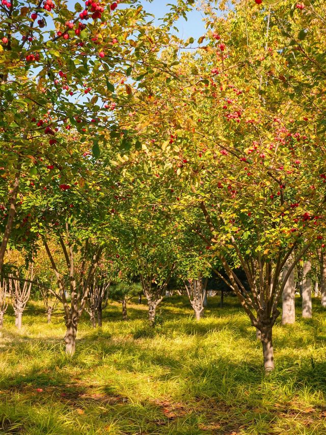 唐山人民公園賞楓攻略！市區10分鐘直達，紅葉紅成童話