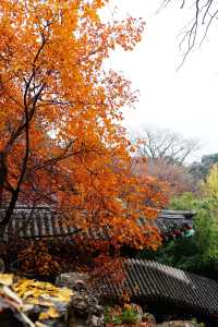 立冬的頤和園#北京的秋冬