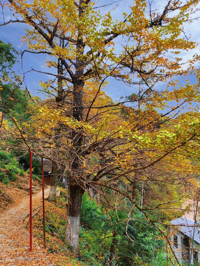 被時光遺忘的金色童話！錯過再等一年！